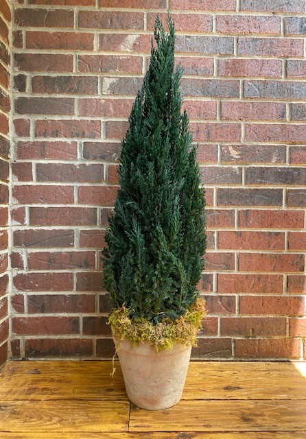 Preserved Juniper Natural Tree 40"